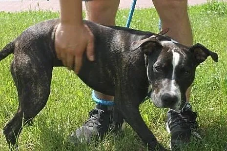 Urocza AFERA pitbul do adopcji ,  wielkopolskie Po