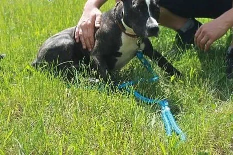 Urocza AFERA pitbul do adopcji ,  wielkopolskie Po