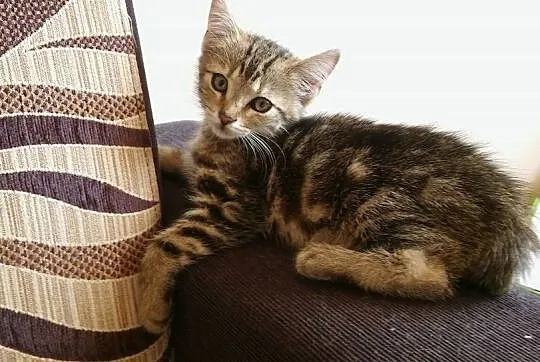 3 miesięczne kociaki szukają domów