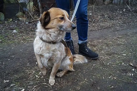 Błagamy o domek dla małego Łatka!