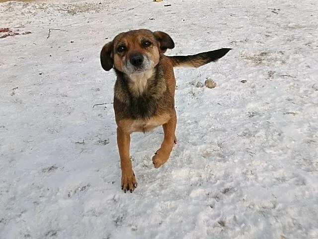 Grzeczna, towarzyska Pestka, maleństwo wielkości J