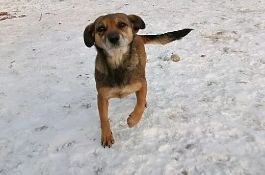 Grzeczna, towarzyska Pestka, maleństwo wielkości J