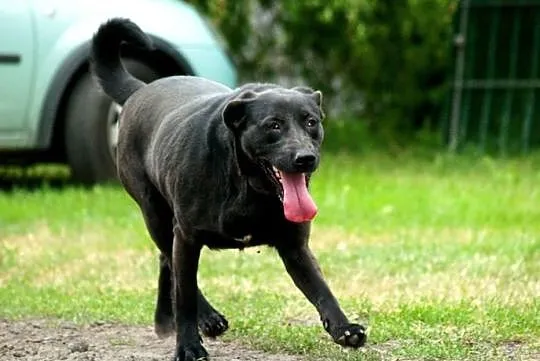 Bambisia, wesoła suczka w typie LABRADORA do pokochania