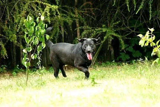 Bambisia, wesoła suczka w typie LABRADORA do pokoc