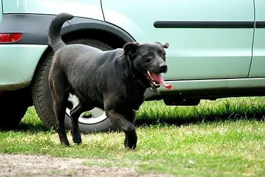 Bambisia, wesoła suczka w typie LABRADORA do pokoc