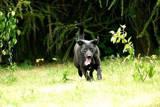 Bambisia, wesoła suczka w typie LABRADORA do pokoc