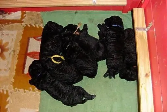 Curly Coated Retriever – spring puppies