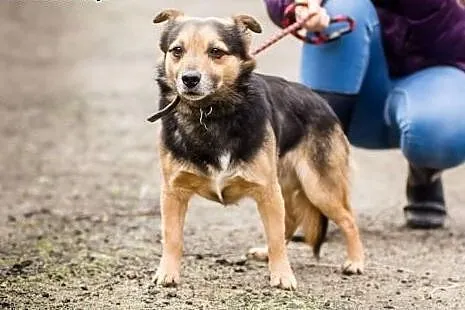 Maniek, nakolankowy, grzeczny psiaczek szuka domu!