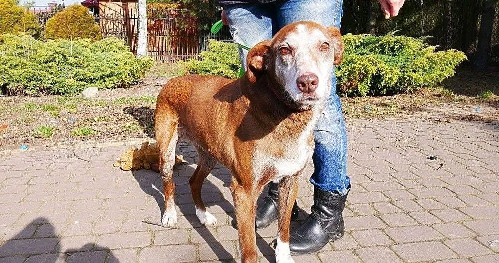 Lala, wspaniała, grzeczna sunia uratowana z łańcucha!, Kundelki cała Polska,