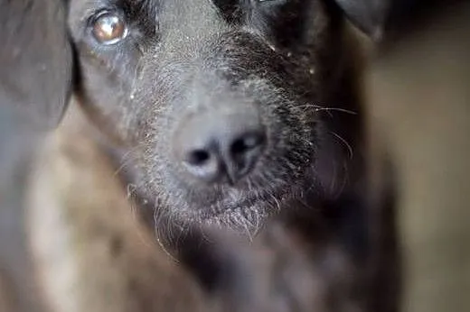 Młoda suczka Wega, nieduża, pozytywna sunia do adopcji,  Kundelki cała Polska