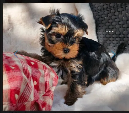Szczenięta York Terrier do adopcji i adopcji E-mail: amandinelisa01@gmail.com, , Dabrowa Górnicza 