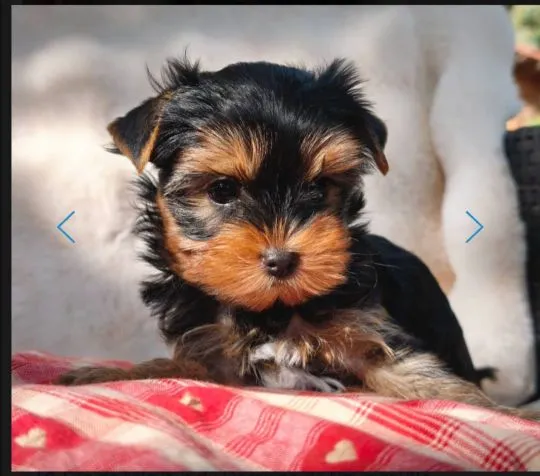 Szczenięta York Terrier do adopcji i adopcji E-mail: amandinelisa01@gmail.com