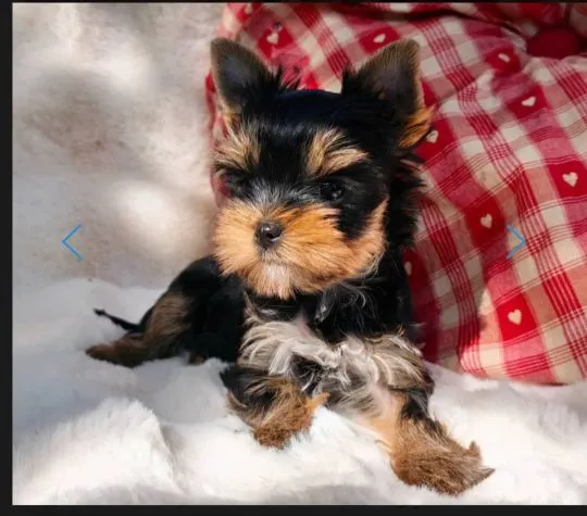 Szczenięta York Terrier do adopcji i adopcji E-mail: amandinelisa01@gmail.com, , Dabrowa Górnicza 