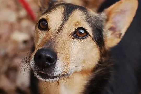 Adoptuj mnie a pokocham Cię całym swoim serduszkiem, Małopolskie, Kraków