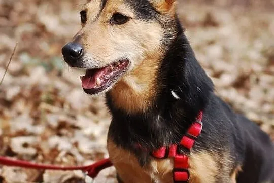 Adoptuj mnie a pokocham Cię całym swoim serduszkiem, Małopolskie, Kraków
