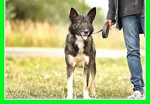 Czujny,odważny,dosyć duży pies stróżujący,MODO.Ado