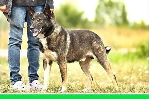 Czujny,odważny,dosyć duży pies stróżujący,MODO.Ado