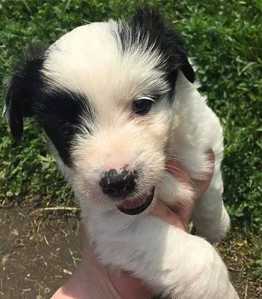 Oreo - maluszek DO ADOPCJI!, mazowieckie Warszawa