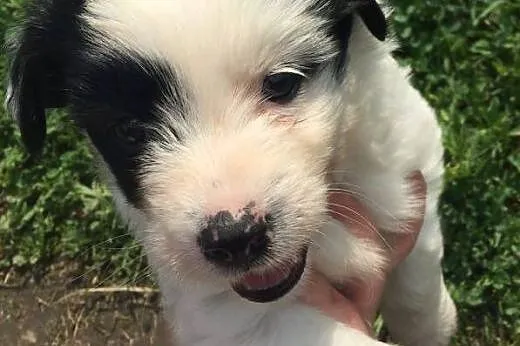Oreo - maluszek DO ADOPCJI!,  mazowieckie Warszawa