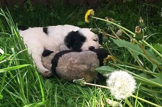 Oreo - maluszek DO ADOPCJI!,  mazowieckie Warszawa