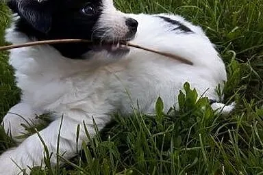 Oreo - maluszek DO ADOPCJI!,  mazowieckie Warszawa