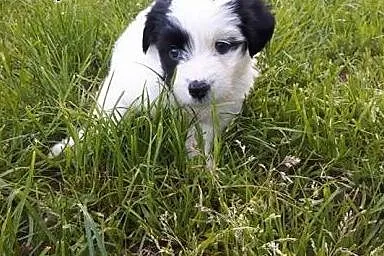 Oreo - maluszek DO ADOPCJI!,  mazowieckie Warszawa