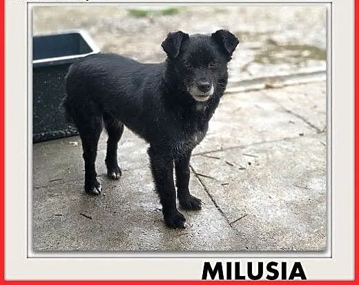 1,5roku,młoda,mała,6kg,łagodna,delikatna,sterylizowana suczka MILUSIA., łódzkie Łódź, Łódzkie, Łódź
