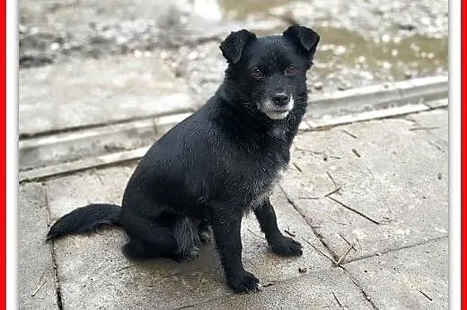 1,5roku,młoda,mała,6kg,łagodna,delikatna,sterylizowana suczka MILUSIA.,  łódzkie Łódź, Łódzkie, Łódź