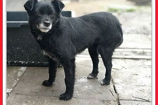 1,5roku,młoda,mała,6kg,łagodna,delikatna,sterylizowana suczka MILUSIA.,  łódzkie Łódź, Łódzkie, Łódź