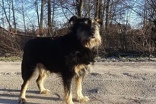 Alik czy ktoś mnie jeszcze pokocha