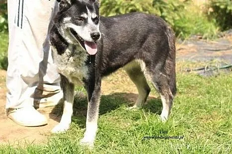 Tina- kochana, bardzo uczuciowa sunia,  mazowiecki