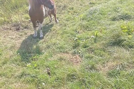 Kucyk, Warmińsko-mazurskie, Morąg