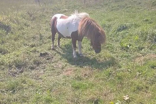 Kucyk, Warmińsko-mazurskie, Morąg