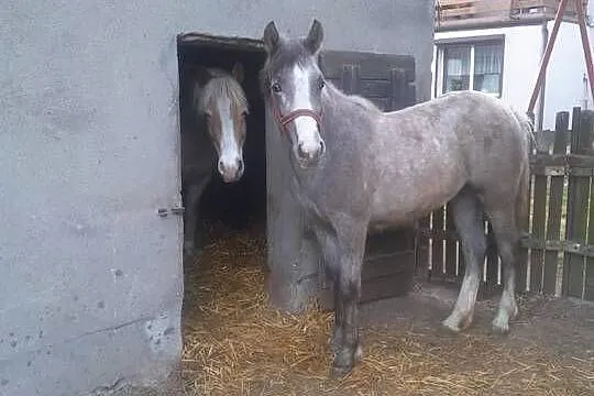 Klacz, Wielkopolskie, Budzisław Kościelny