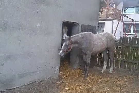 Klacz, Wielkopolskie, Budzisław Kościelny