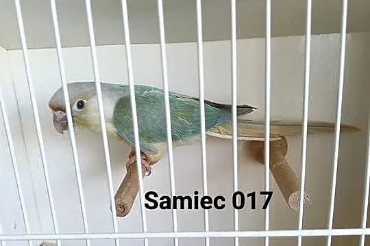 Rudosterki zielonolice
