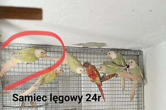 Rudosterki zielonolice, Małopolskie, Kraków
