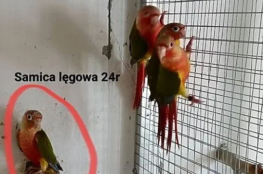 Rudosterki zielonolice, Małopolskie, Kraków