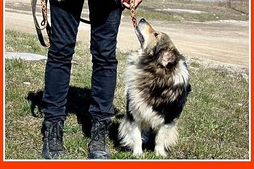 11kg,najwierniejszy z wiernych, co z tego,że z mał