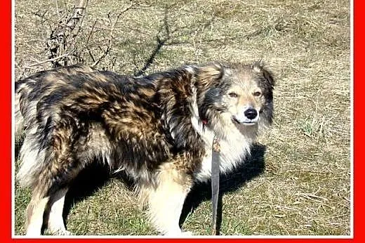 11kg,najwierniejszy z wiernych, co z tego,że z mał