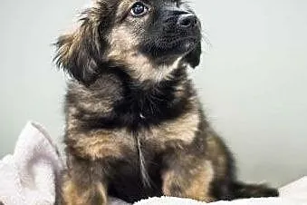 BĄBEL - 4 miesięczny śliczny szczeniak do adopcji,  mazowieckie Warszawa