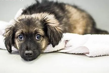 BĄBEL - 4 miesięczny śliczny szczeniak do adopcji,