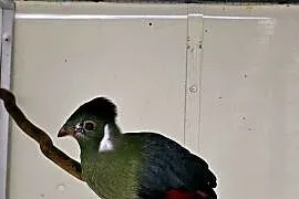 Turaco Białouche Samiec ( Turaco Leucotis)