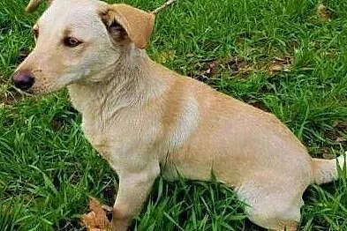 PUNIA - 8 miesięczna, piękna sunia nie radzi sobie w schronisku, ADOPTUJ