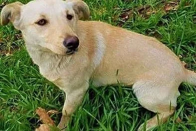 PUNIA - 8 miesięczna, piękna sunia nie radzi sobie w schronisku, ADOPTUJ, Mazowieckie, Warszawa