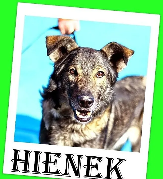 HIENEK-wilczasty,owczarek mix,przyjazny,łagodny, k