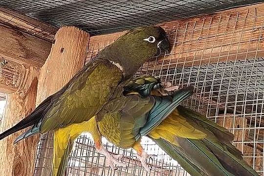 Patagonki pary samice konury, Łódzkie, Parzno
