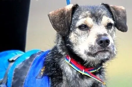 SZATER - najwierniejszy przyjaciel człowieka szuka nowego domu, adopcja,  małopolskie Kraków