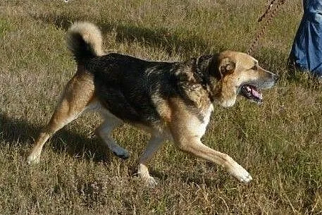 Wiarka do adopcji. Jej przyjaciel Simba ma już dom