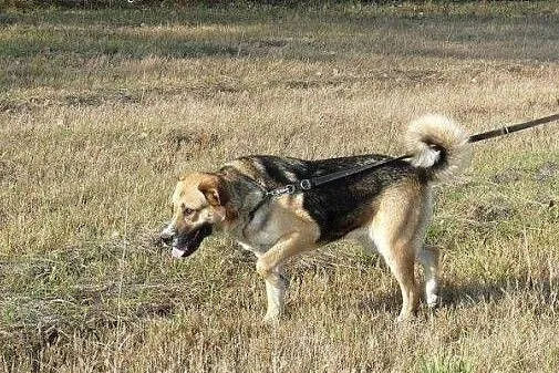Wiarka do adopcji. Jej przyjaciel Simba ma już dom